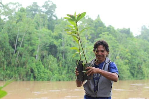 The One Tree Planted