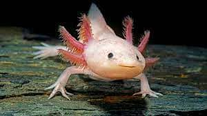 The axolotl, a critically endangered species.